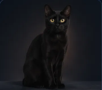 Black Cat
