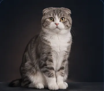 Scottish Fold