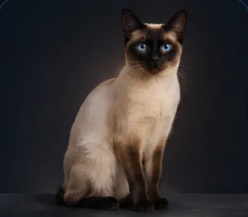 Siamese Cat
