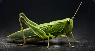 Grasshopper