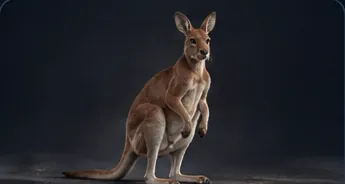 Kangaroo