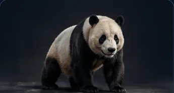 Giant Panda