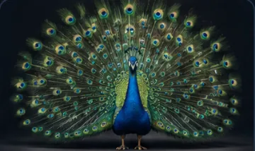 Peacock