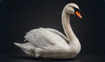Swan