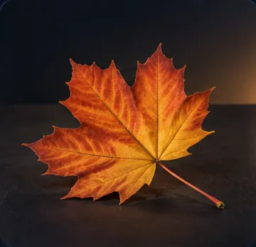 Leaf